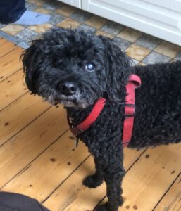 Hund von Sabine