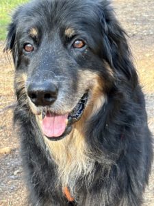 Hund von Karin und Jürgen Reining