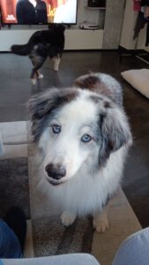 Mini- Aussie von Natalie Scheid